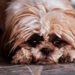 Kan Hundar ha Feber?