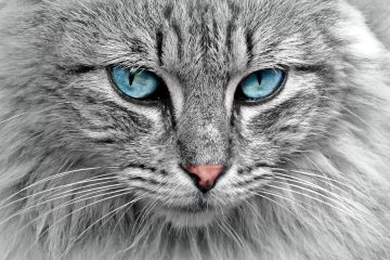 31 Otroliga Fakta om Katter – Intressanta Kattfakta