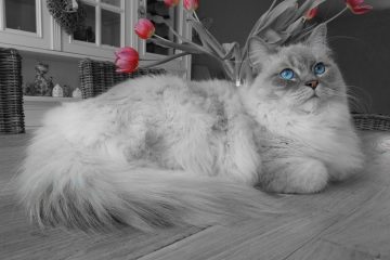 Skaffa Ragdoll Katt – Vad du bör Tänka på & Veta