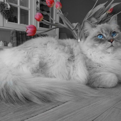 Skaffa Ragdoll Katt – Vad du bör Tänka på & Veta
