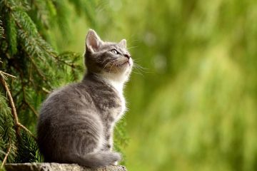Är din Katt Dräktig? – Vanliga frågor om Dräktiga Katter