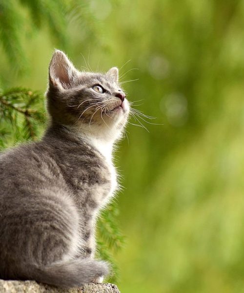 Är din Katt Dräktig? – Vanliga frågor om Dräktiga Katter