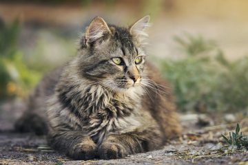Populäraste Kattraserna på Internet