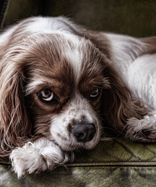 Små Hundraser för dig som vill ha en Liten Hund