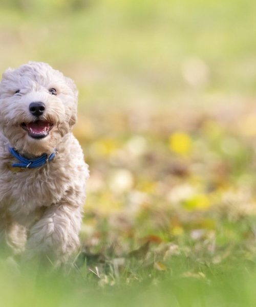 Allergivänliga hundar – Bästa Allergivänliga Hundraser