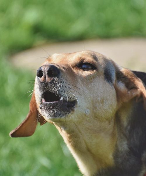 Antiskällhalsband – Bra eller Dåligt för Hunden?