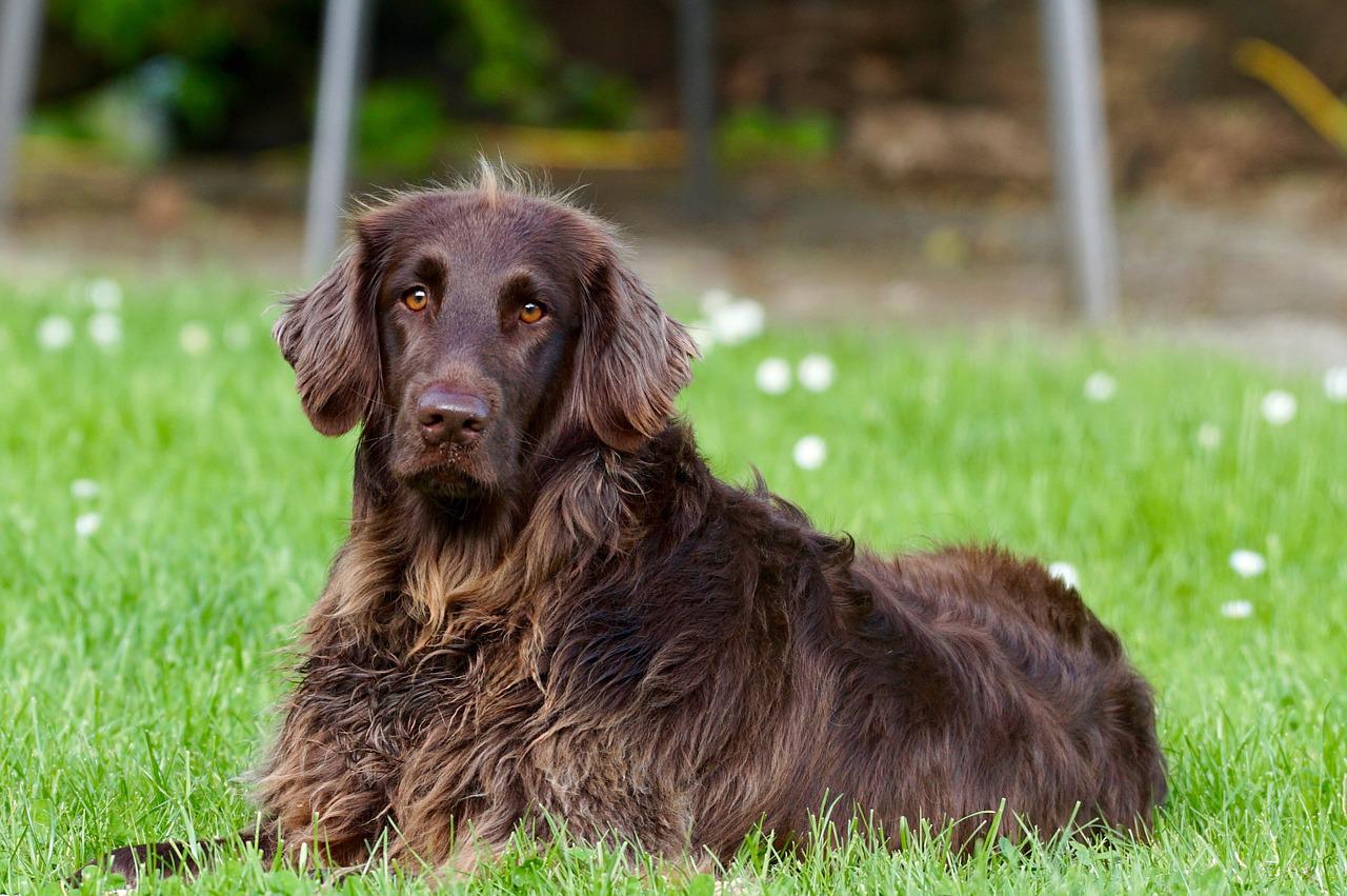 german longhaired pointer 782498 1280 1