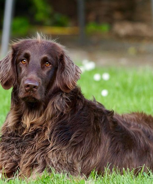 Köpa hund: Vad du bör Tänka på  – Hundraser som passar dig