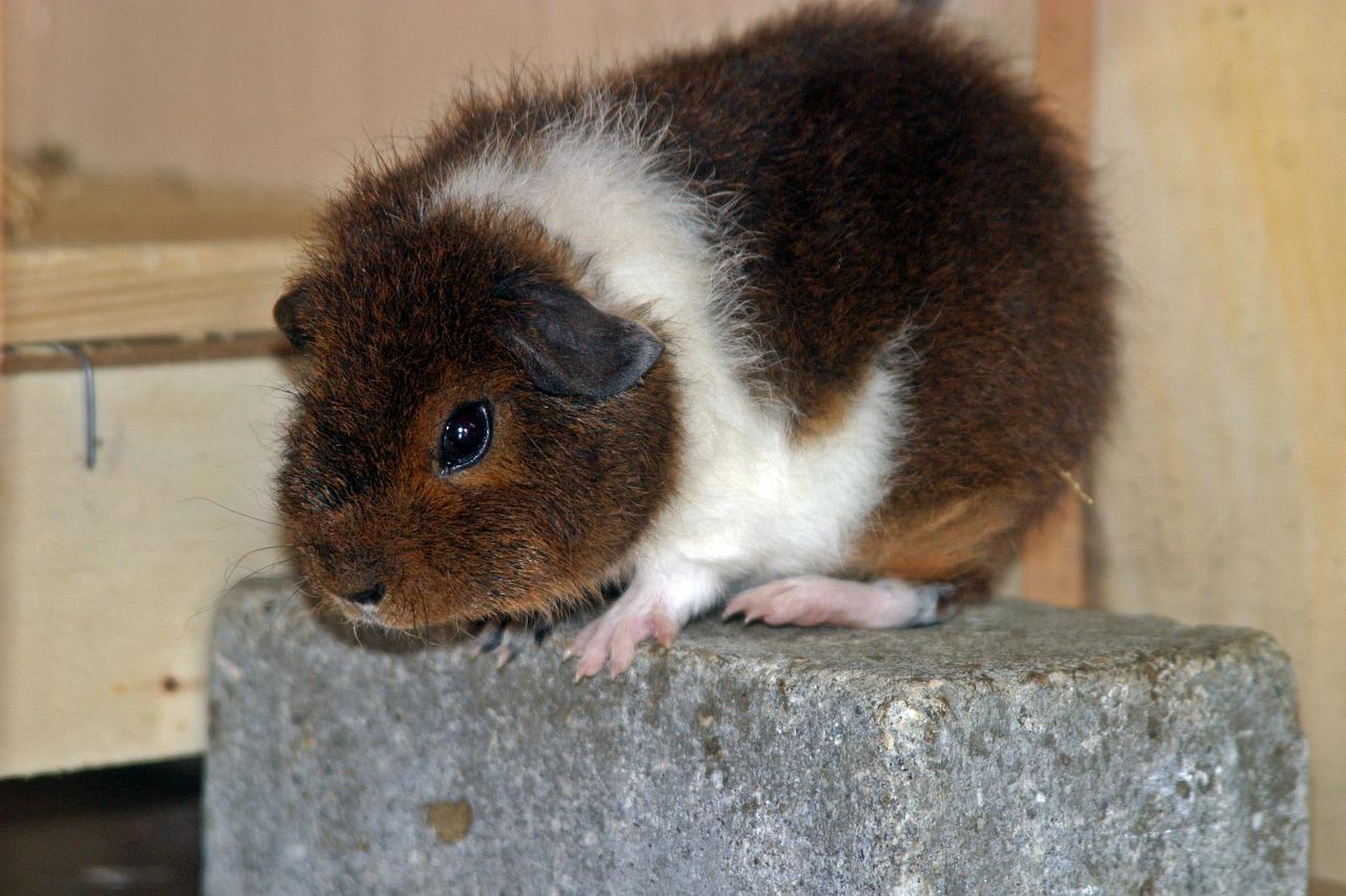 guinea pig 243026 1280