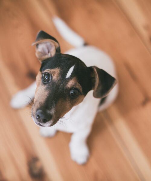 Är det farligt för hundar att äta maskrosor?
