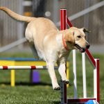 Fördelar med CBD för Hundar – Tips & Råd