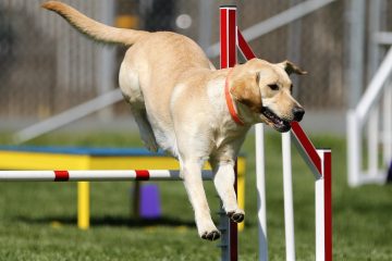 Fördelar med CBD för Hundar – Tips & Råd