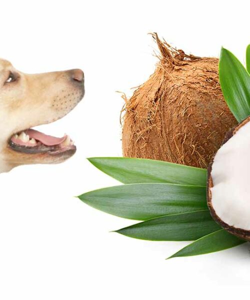 Kan Hundar äta kokos? (Bästa tips 2022)