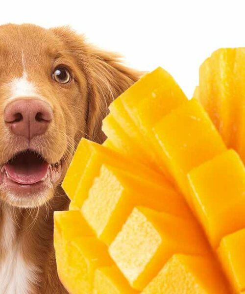 Kan hundar äta mango? (Hälsosam frukt för hundar 2022)