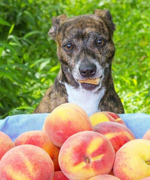 Kan hundar äta persikor? Är det farligt?