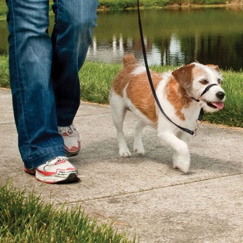 PetSafe Easy Walk Nosgrimma (L)