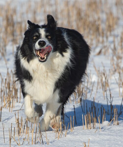 Hur du Vårdar din Hunds Tassar på Vintern