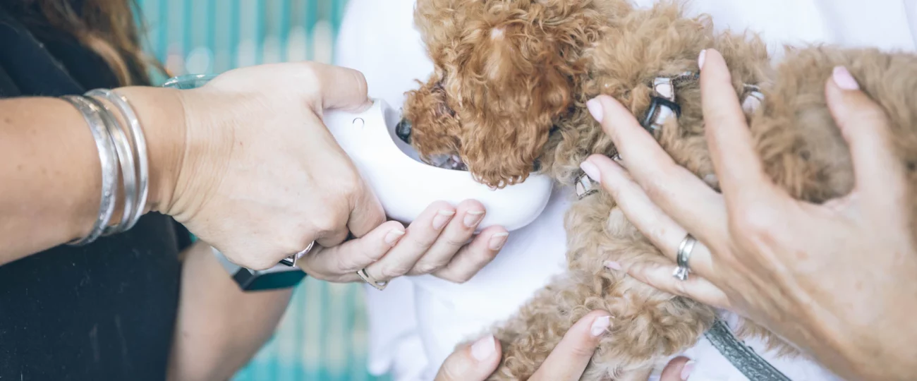 Kom in på Veterinärutbildningen med Högskolprovet – Tips & Råd