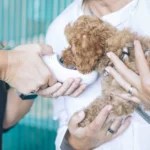 Kom in på Veterinärutbildningen med Högskolprovet – Tips & Råd