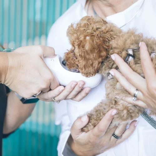 Kom in på Veterinärutbildningen med Högskolprovet – Tips & Råd