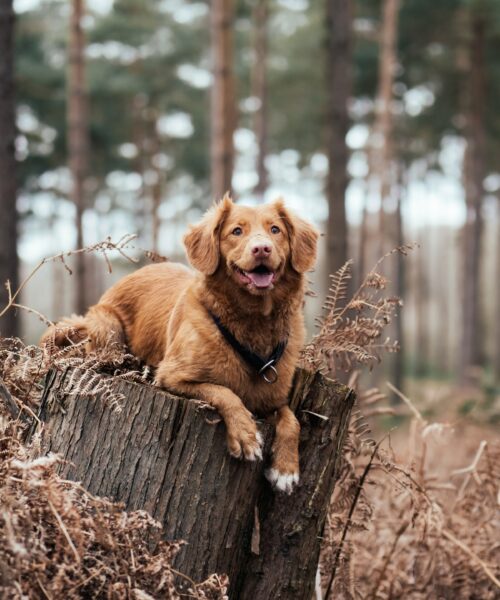 Vad kan hundar äta istället för hundmat?