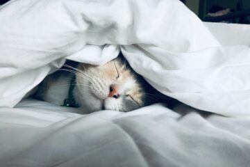 Kan man frysa in kattmat?